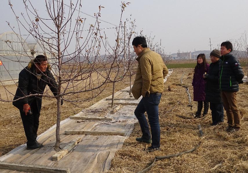 新植したリンゴの選定方法を指導する黒川農場職員