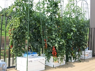 写真1：「ボックス水耕」装置で育つトマト