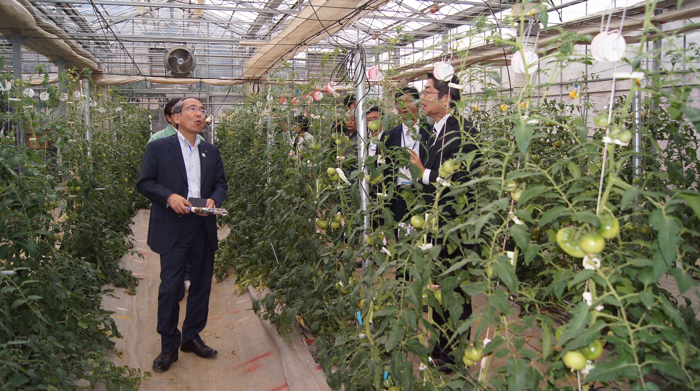 三浦副市長のZeRo.agri栽培トマト視察風景