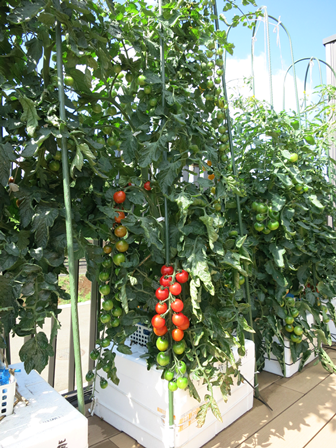 ボックス水耕によるトマト栽培の例