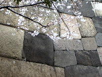 田安門の石垣と桜