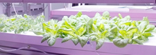 Advanced Plant Factory Research Center