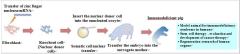 Figure 1 Process to create immunodeficient pig