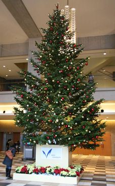 昨年、大学内に設置されたクリスマスツリー