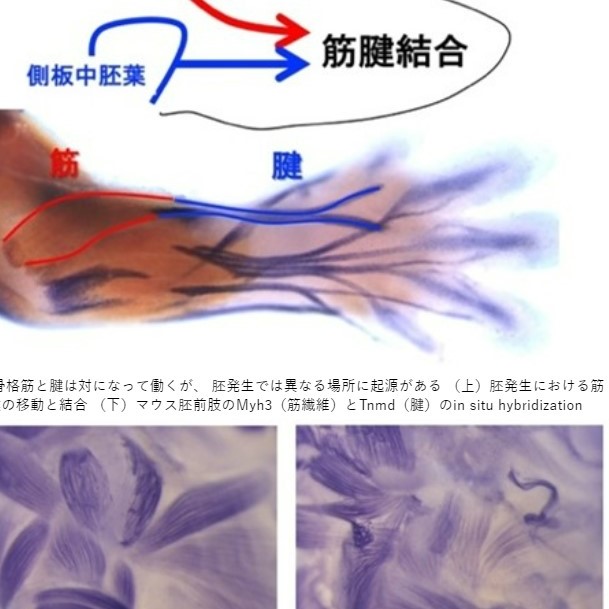 哺乳類胚における腱と筋の相互作用を解明 「骨格筋の形態形成には腱からの作用が必要不可欠であること」が明らかに