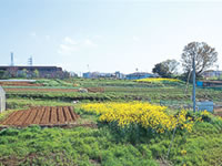 南圃場