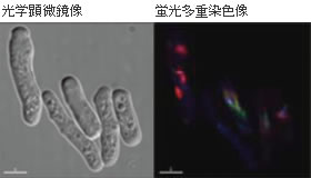 研究画像