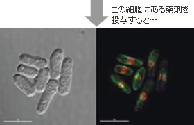 研究画像