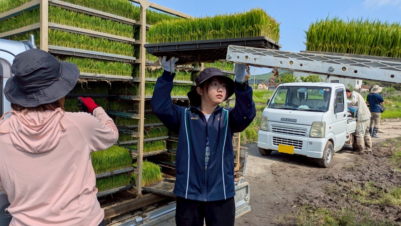 田植え機へ苗箱の積込み