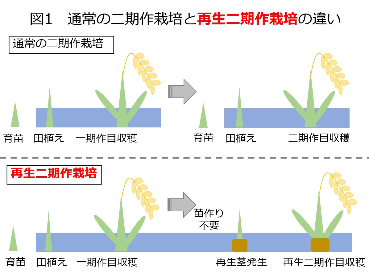 通常の二期作栽培と再生二期作栽培の違い