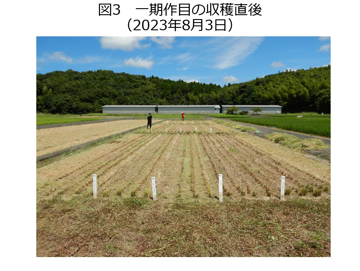 一期作目の収穫直後