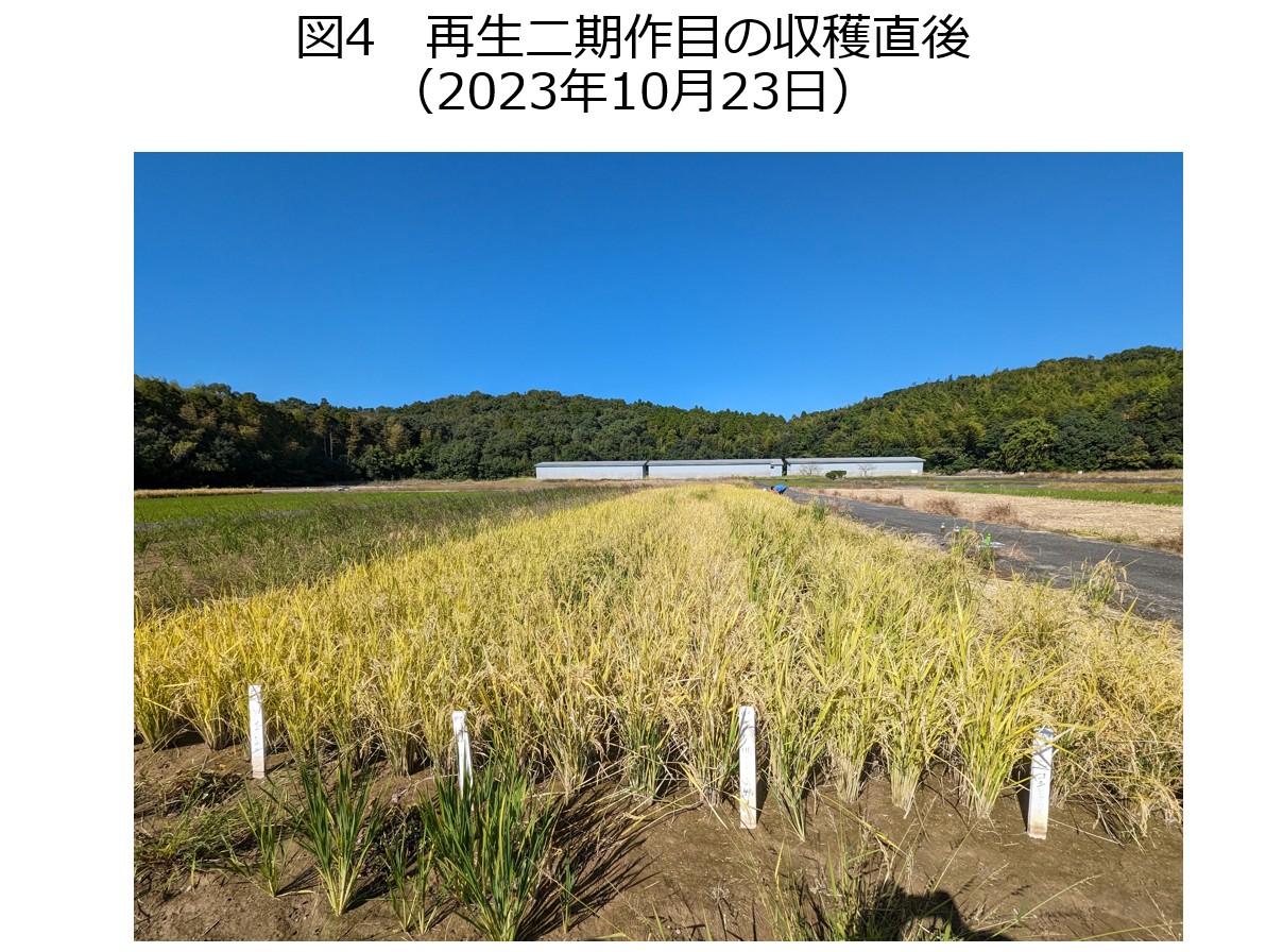 再生二期作目の収穫直後
