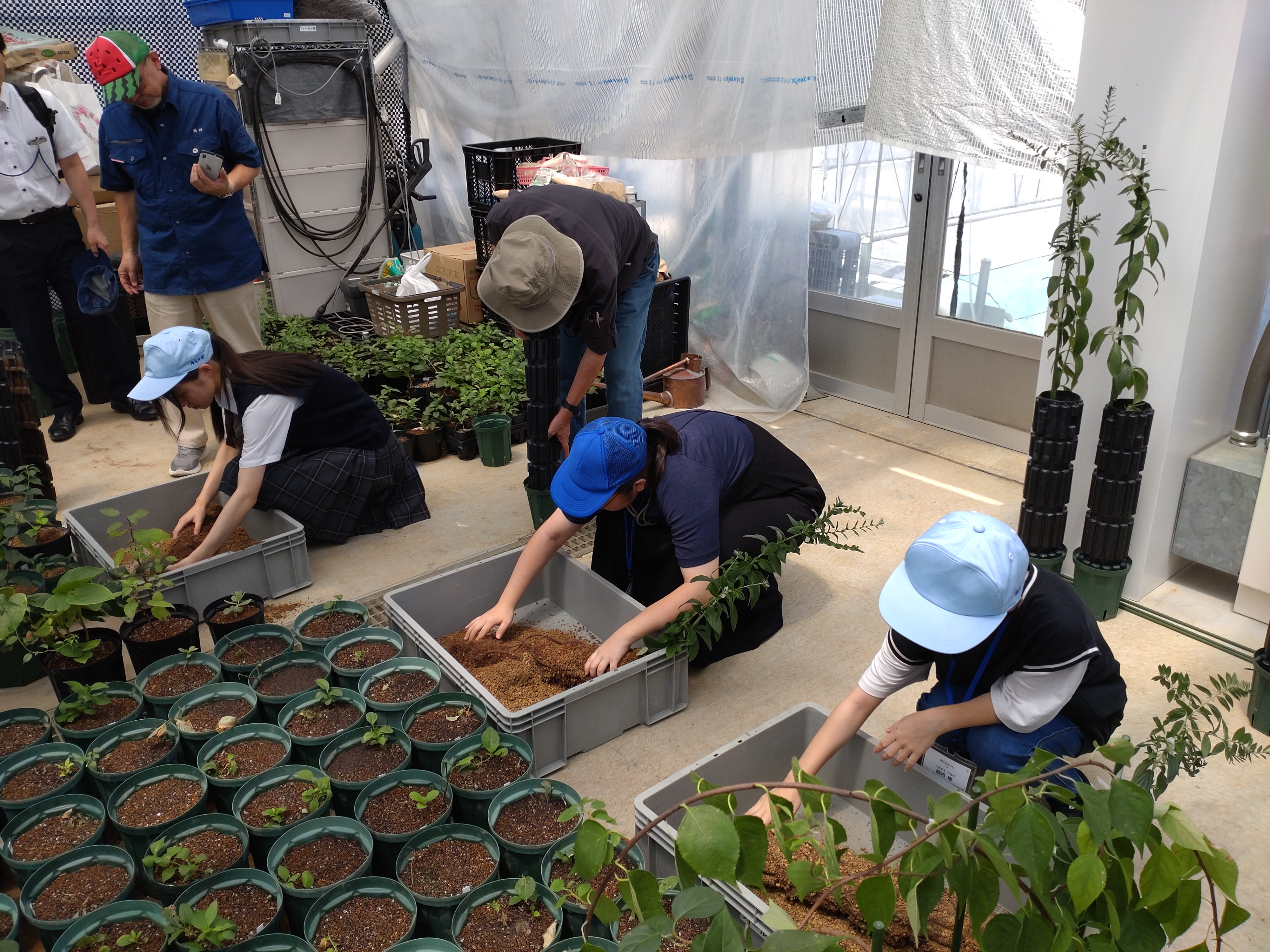 写真１　ムラサキの収穫