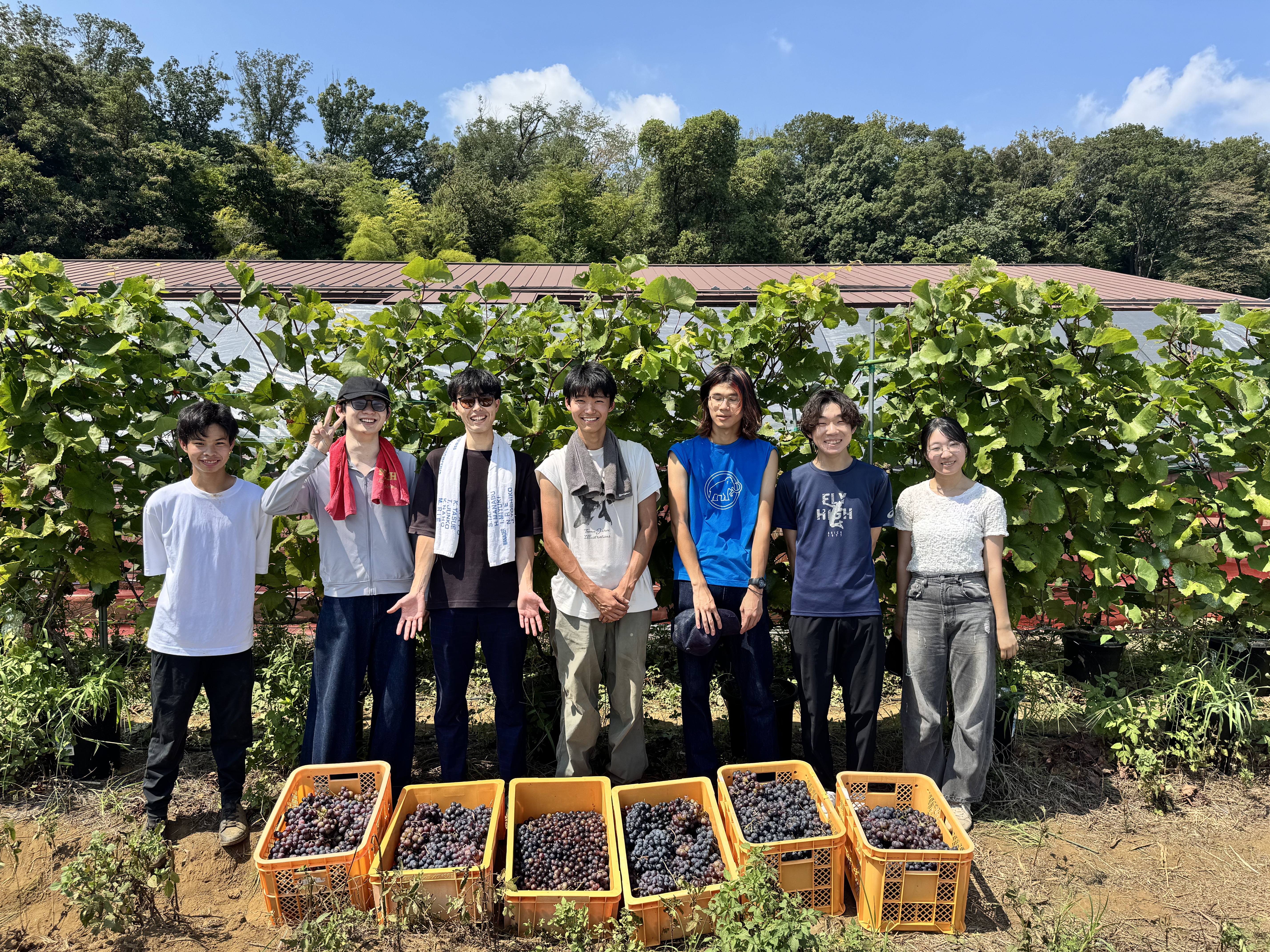 学生によるブドウの収穫