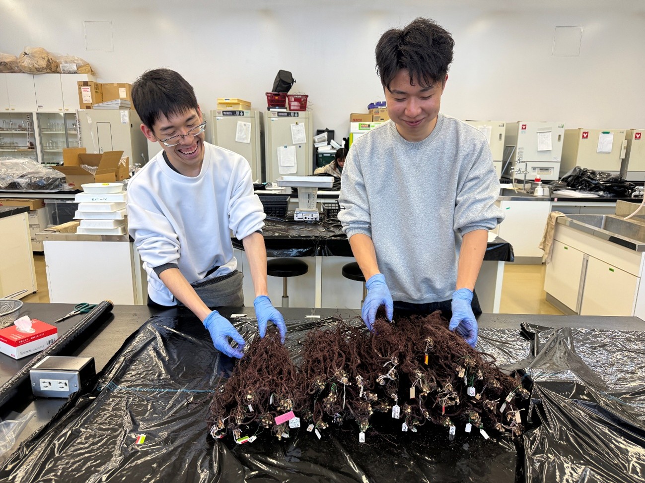 写真３　奉納用乾燥紫根の調製の様子