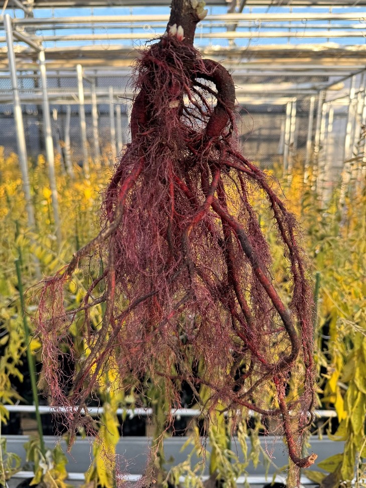 写真６　収穫直後の紫根（2025年12月17日撮影）