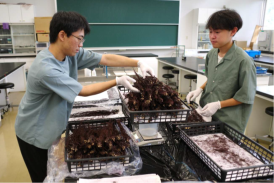 写真4　奉納用紫根調製作業の様子
