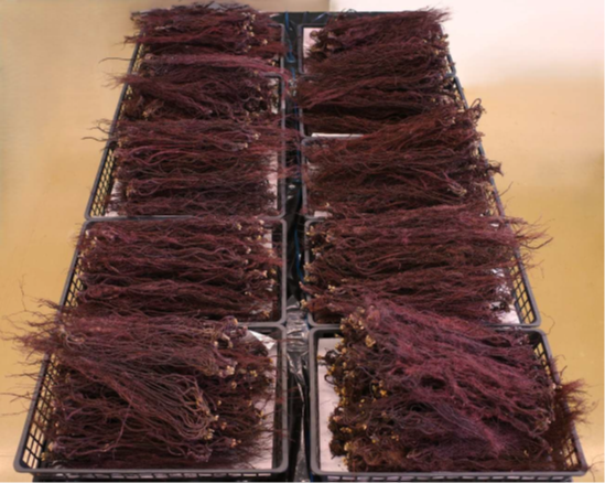 写真5　奉納用紫根（20 kg）