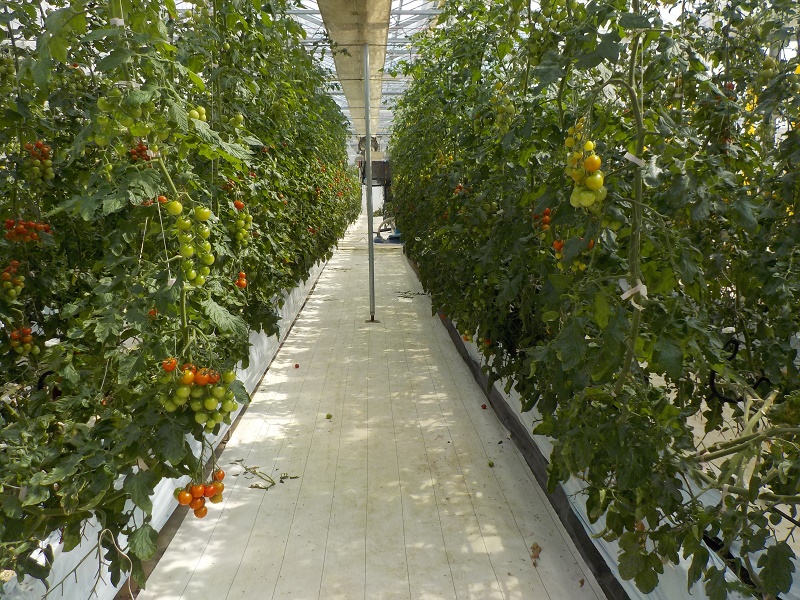 ミニトマト栽培温室