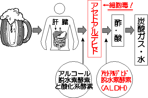 飲んだアルコールはどうなるの？