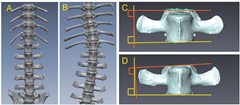 * The images are cited from the srep 24413 on the Scientific Reports.