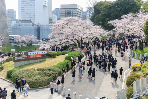 満開の桜が新入生を歓迎