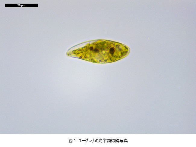 明・好気条件での培養したユーグレナ・グラシリス（Euglena gracilis）。スケールバーは20 μm