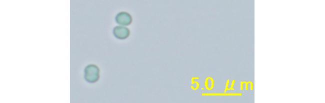 図1.シネコシスティス／今回の研究で使用したラン藻のひとつ。球形をなしている。