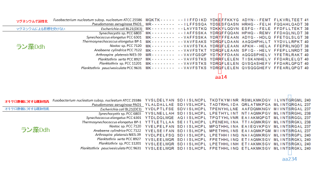 図1.細菌由来Ddhのマルチプルアライメント（一部抜粋） ／ 様々な細菌を由来とするDdhの構成アミノ酸を対応するように並べたものです。マグネシウムに対する感受性とオキサロ酢酸に対する親和性の違いで、それぞれSyDdhにおける14番目と234番目のアミノ酸に違いが見られます。