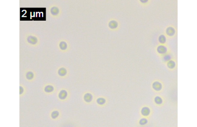 図1. シネコシスティスは、世界中で広く研究されているラン藻のひとつ。単細胞で、球形をなしています。