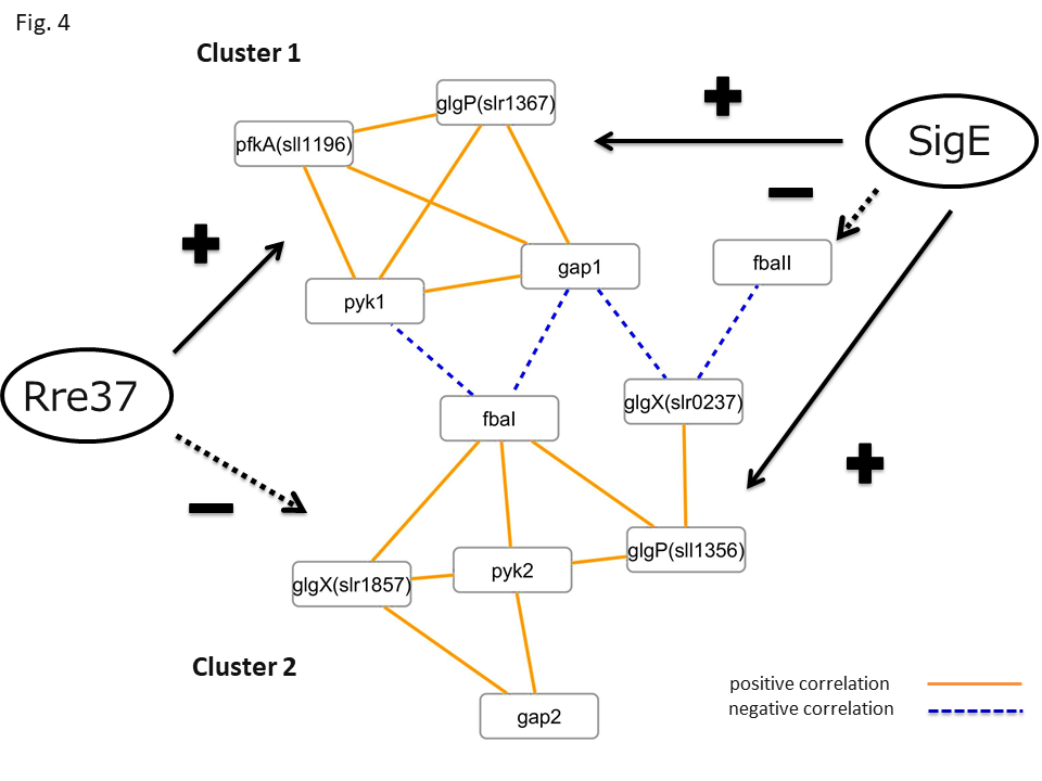 図2. 糖異化関連遺伝子の関係性（論文からの抜粋） ／ 相関解析という手法を用いて、遺伝子の関係性を予測しました。オレンジ線は発現量が正の相関にある遺伝子、青色点線は発現量が負の相関にある遺伝子を互いに結んでいます。この解析を用いることで、遺伝子の制御機構が視覚的に理解しやすくなります。