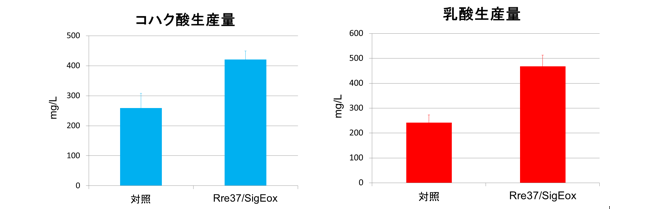 図3. カリウムおよび炭酸水素ナトリウム添加時のRre37/SigE株の代謝産物量 ／ 100 mM カリウムおよび100 mM炭酸水素ナトリウムを添加して、嫌気培養3日後の細胞外の代謝産物を測定した結果、Rre37/SigE株は、より多くのコハク酸および乳酸を生産しました。