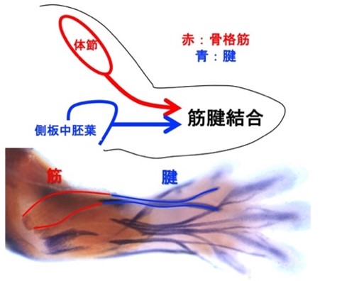 図1 骨格筋と腱は対になって働くが、 胚発生では異なる場所に起源がある （上）胚発生における筋腱の移動と結合 （下）マウス胚前肢のMyh3（筋繊維）とTnmd（腱）のin situ hybridization