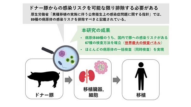 国内初、移植用ドナー豚の病原体検査パネルを開発 標的病原体数