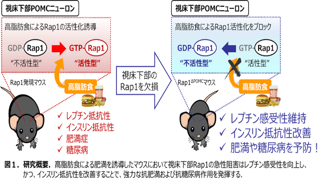 脳の視床下部にあるRap1分子の阻害により糖尿病が改善する