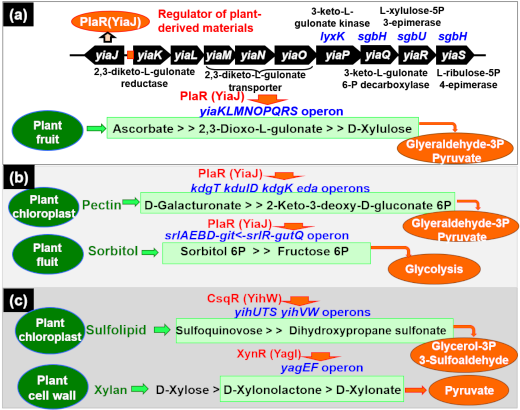 図3．本研究グループが明らかとしてきた植物由来化合物に応答する大腸菌の転写因子およびその役割
