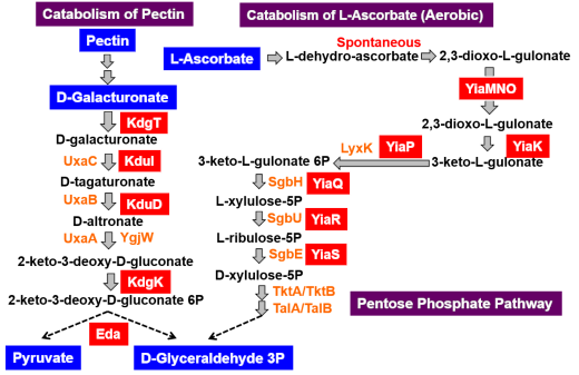 図2．アスコルビン酸代謝、ガラクツロン酸代謝におけるPlaRの標的遺伝子群