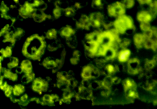 図4：微生物DNA：蛍光顕微鏡によるマイクロドロマイトの観察。明るい傾向は結晶中に微生物DNAが存在することを示す。このことは、マイクロドロマイト中にオイルのような有機物質が生成・保存されていたことを示唆する。