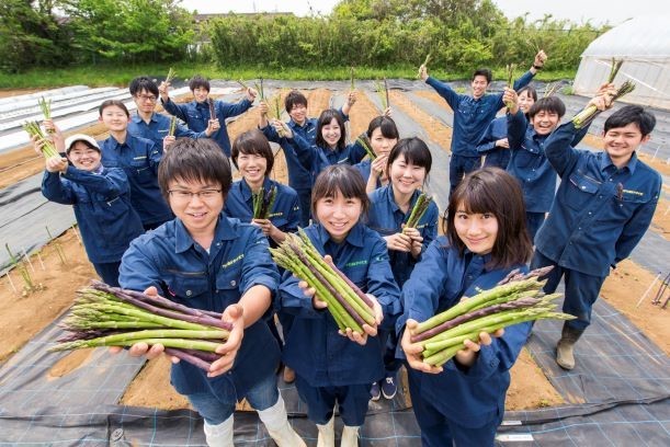 明治大学が開発したアスパラガスの新栽培法 「採りっきり栽培」で収穫したアスパラガスの若茎 （明治大学生田キャンパス）