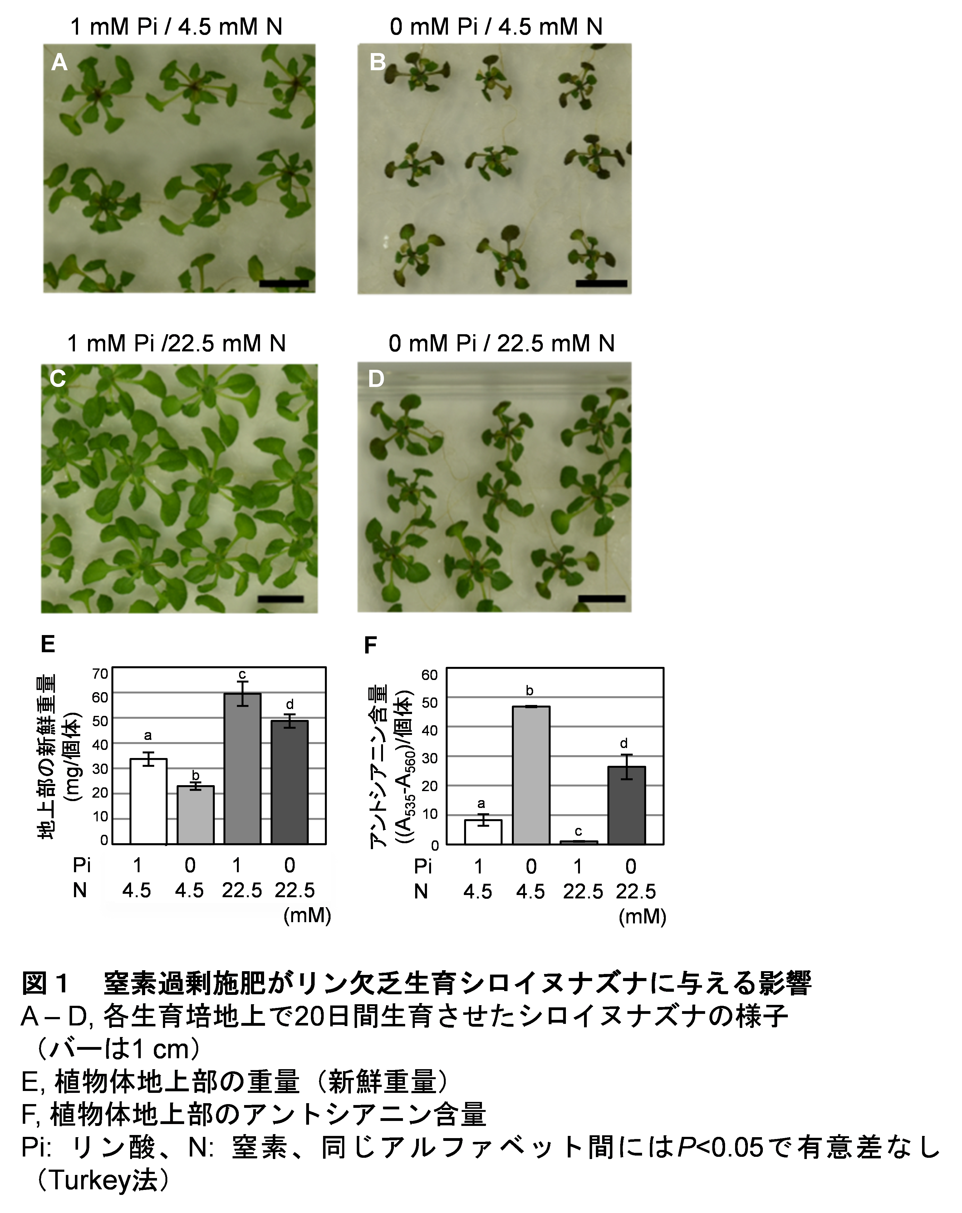 窒素施肥が植物をリン酸欠乏から救うメカニズムを解明 オートファジーの活性化が生育に寄与 明治大学