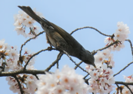 桜の蜜を食すヒヨドリ（スズメ亜目）【写真：戸田安香】