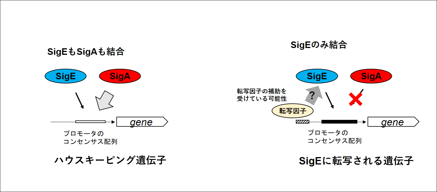 シグマ因子