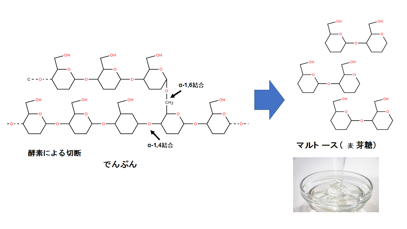 図1 β-アミラーゼによるデンプン分解の模式図と水飴…デンプンの末端からα-1,4結合を連続でマルトース（麦芽糖）単位で分解する。 水飴の主成分はマルトースである。