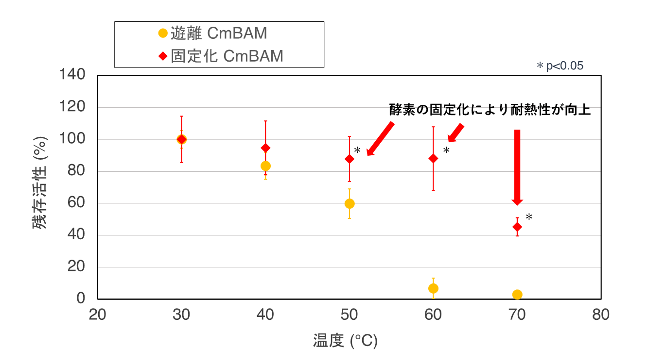 図2 可溶化（遊離）したCmBAMと固定化 CmBAM の加熱処理後の相対活性…各温度で30分間インキュベートした後の残存活性を示した。可溶化した通常のCmBAMの活性を黄色の丸で、固定化したCmBAMの活性を赤色の菱形で示した。