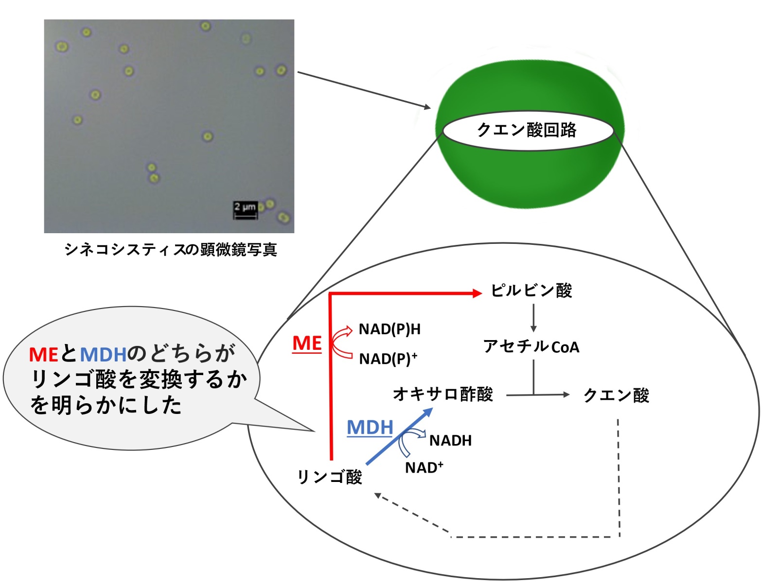 【図1. 本研究で着目したMEとMDHによるリンゴ酸の変換】MEはリンゴ酸をピルビン酸に変換し、MDHはリンゴ酸をオキサロ酢酸に変換します。