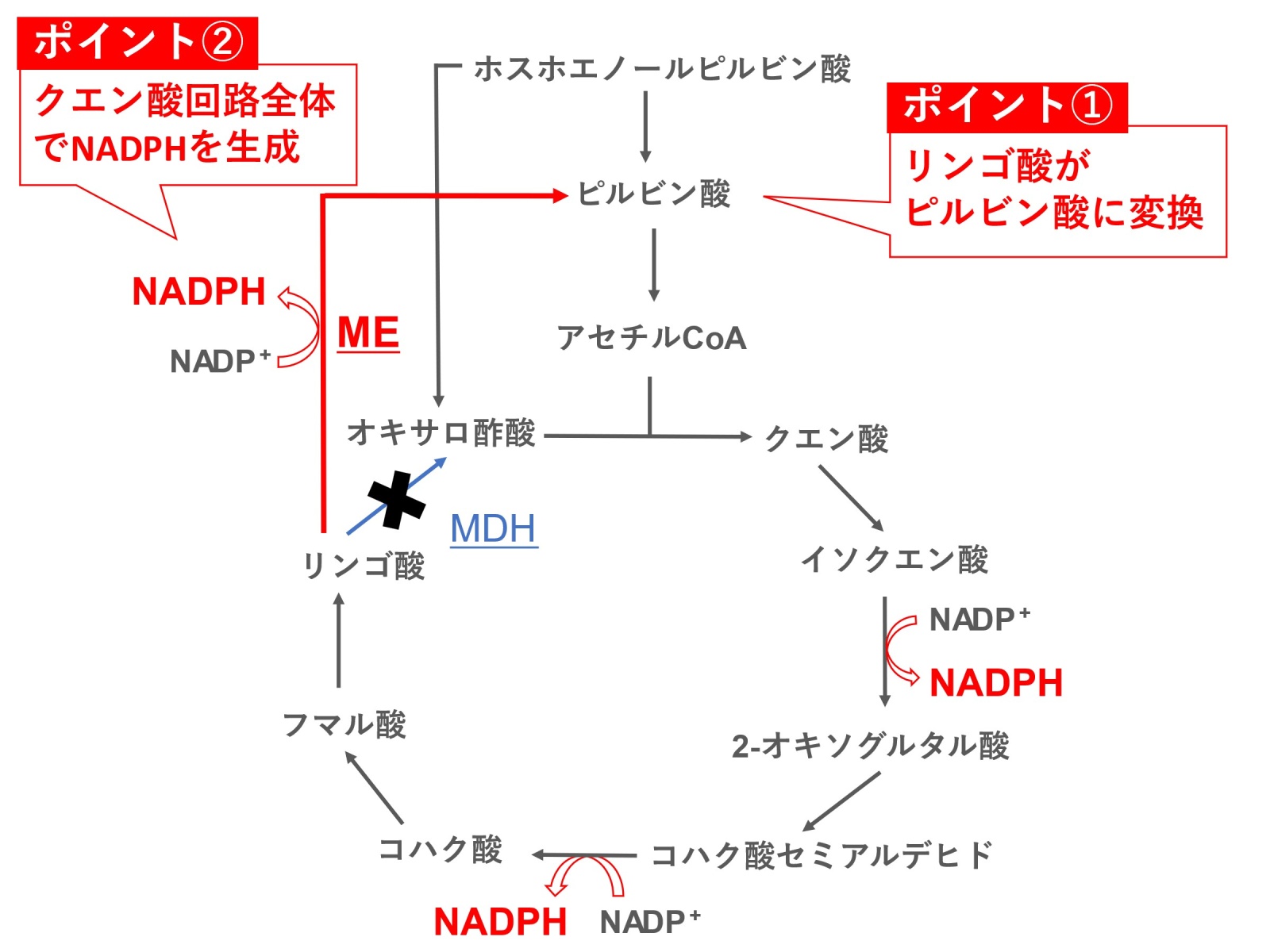 【図5. MEがリンゴ酸を変換するラン藻のクエン酸回路】このクエン酸回路では、リンゴ酸はピルビン酸に変換されます。また、NADHの代わりにNADPHが生成されます。