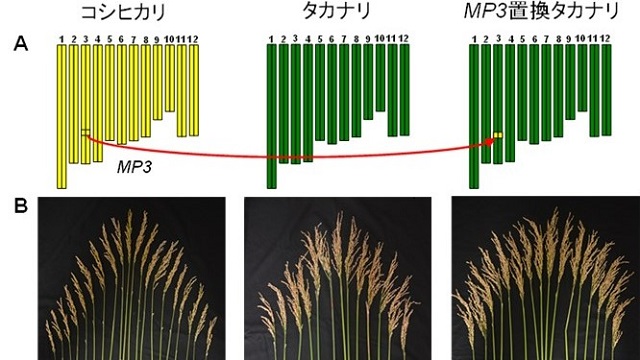 高CO2環境でイネを増収させる「コシヒカリ」由来の遺伝子を発見 —気候