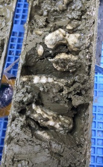 【写真２】隠岐トラフ周辺海域の海底下２ｍ付近より採取された塊状〜板状ガスハイドレートを含む堆積物コアの一部。パイプの直径は約８㎝