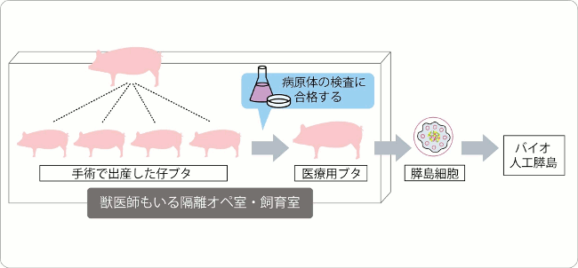 図２　バイオ人工膵島の完成までの流れ（医療用ブタを作製するためのオペ室と無菌飼育室の整備が、助成研究対象）