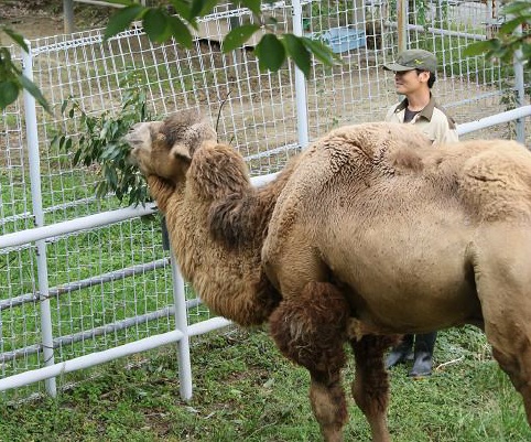 天王寺動物園の高齢ラクダ「ジャック」